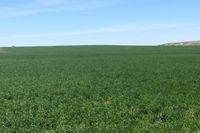 Дожди и заморозки осложнили посевную в Волгоградской области