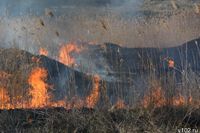 В МЧС рассказали подробности о погубившем животных пожаре на юге Волгограда