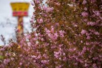 В Центральном парке Волгограда зацвела сакура