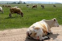 Под Волгоградом новая вспышка бруцеллеза: скоту грозит убой