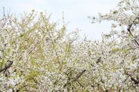 В Садах Придонья цветут сады