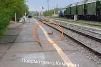 В Камышине бегущий по рельсам заяц попал на видео