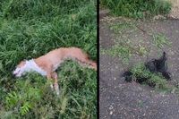 Двух собак выбросили с 7 этажа на севере Волгограда, животные погибли