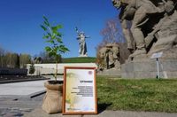 Саженец знаменитого Сталинградского тополя посадят в детском лагере Тюмени