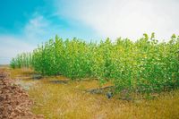 Под Волгоградом расширили экспериментальную карбоновую ферму