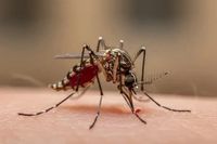 «Не теряйте время на консультации с ИИ»: инфекционист рассказала о главной опасности комариных укусов
