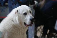 Под Ростовом осудили хозяйку алабая, загрызшего насмерть женщину