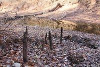 Мэрию Волгограда просят оздоровить выгоревший лес
