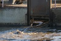 Коммунальный МУП озадачили очищением стоков перед сбросом в реку Иловля