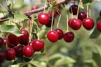 Сады Придонья планируют собрать рекордный урожай вишни