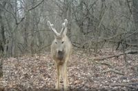 Волгоградский биолог показала очаровательное видео лесного «закулисья»: смотрите, кто попал в объектив