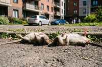 «Они уже всюду!»: волгоградцы просят спасти город от крысиного нашествия