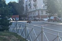 Дикого кабана заметили на ул. 7-й Гвардейской в центре Волгограда