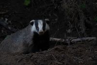 «Все равно, что выиграть в лотерею»: волгоградский фотограф, спасаясь от диких кабанов, сняла очаровательного барсука