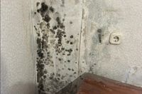 Волгоградцев замучили затопленные подвалы и гнус в МКД