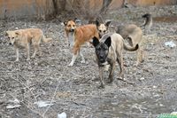 Количество пострадавших от животных волгоградцев выросло до 5780 человек