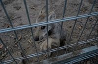 Жители Волгоградской области спасли найденного в лесу слепого волчонка