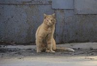 В Михайловке ввели карантин из-за бешеной кошки