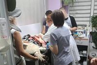 «Собака якобы ворвалась к ним на участок»: хозяева жестоко избитого алабая готовятся к столичной экспертизе