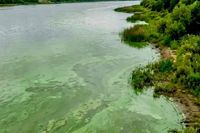 Волгоградцев предупредили об опасности купания в «цветущем» водоеме