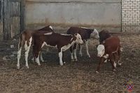 Пастух выкрал новорожденных телят у волгоградского животновода