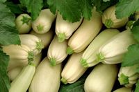Сады Придонья перешли с капусты на кабачки