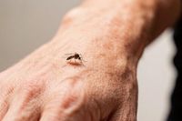 В РПН оценили опасность для жителей дупляного комара из Европы