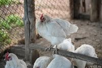 ФАС проверит цены производителей птицы и говядины