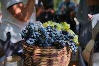 Дубовка станет столицей виноградного фестиваля «Лоза»