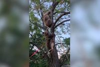 Восхождение на дерево двух медвежат снял волгоградский кипер