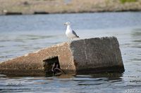 В Черном море рядом с Севастополем зафиксировали землетрясение