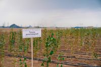 ТМК получила патент на карбоновую ферму на полигоне промышленных отходов