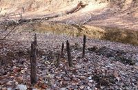 Под Волгоградом сгорели 1,5 га леса