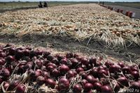 Волгоградская область стала шестой в РФ по размерам посевов