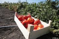 Легендарные сорта томатов апробировали на опытном поле ВолГАУ