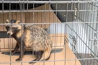 В Волжском из западни в медколледже спасли енотовидную собаку