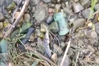 Соцмедиа сообщают о мертвых мальках осетра на берегу Волги в Волгограде