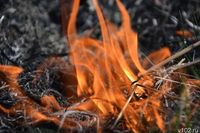 В  Волгоградской области загорелся хвойный лес