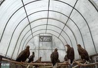 Реабилитированных птиц выпустят на волю волгоградские зоозащитники
