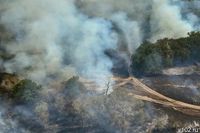 Пожар в «Утрише»: огонь уничтожил около 70 редких деревьев