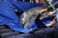 В Анапе открылся первый в России стационар для лечения и реабилитации китообразных