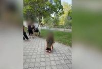 Организована проверка  после публикации видео с унижением школьницы из Михайловки