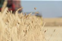 Бочаров: вклад региона в продбезопасность вырос на 9,5%