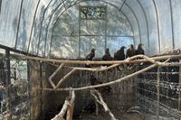 Краснокнижных птиц хотят конфисковать в «Птичьем острове» Волгограда из-за нарушений