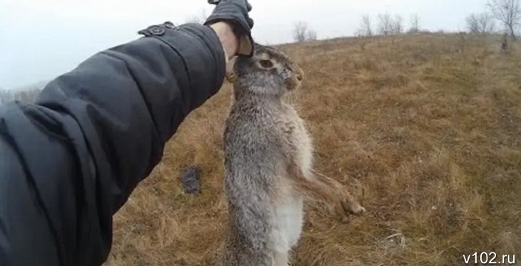 В Астраханской области туристы из Подмосковья устроили погоню за зайцем на квадроцикле