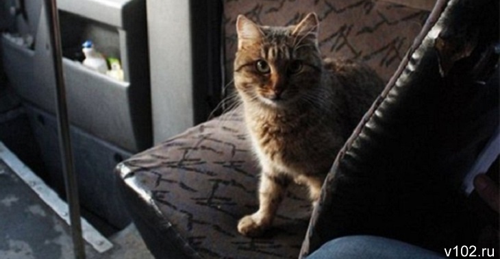 В Астрахани водитель маршрутного такси взял себе в напарники кота