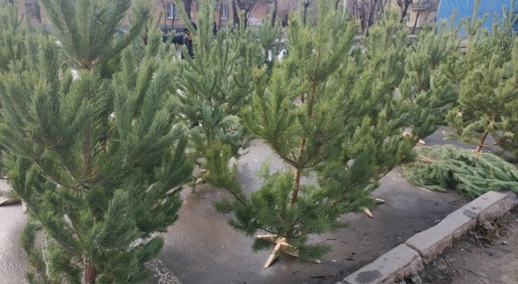 «Смотрите, что творится»: в Волгоградской области подорожали новогодние елки
