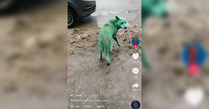 Стая позеленевших собак из Волгограда прославилась в соцсетях