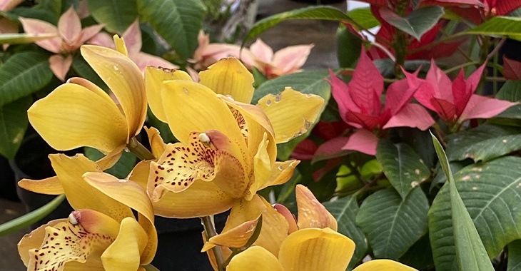 «Райские цветы в тропическом лесу»: под Волгоградом открылась уникальная выставка орхидей