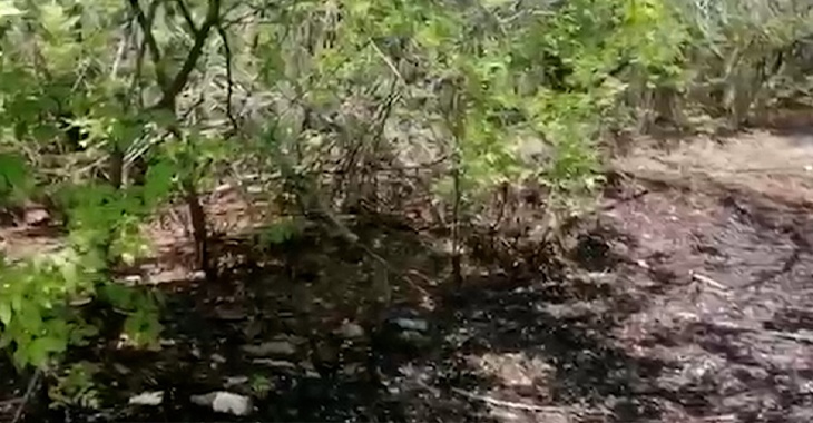 Мазутные реки, нефтяные берега: волгоградские активисты нашли новый очаг загрязнения на Волге